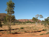 A desert poplar by the Great Central Road